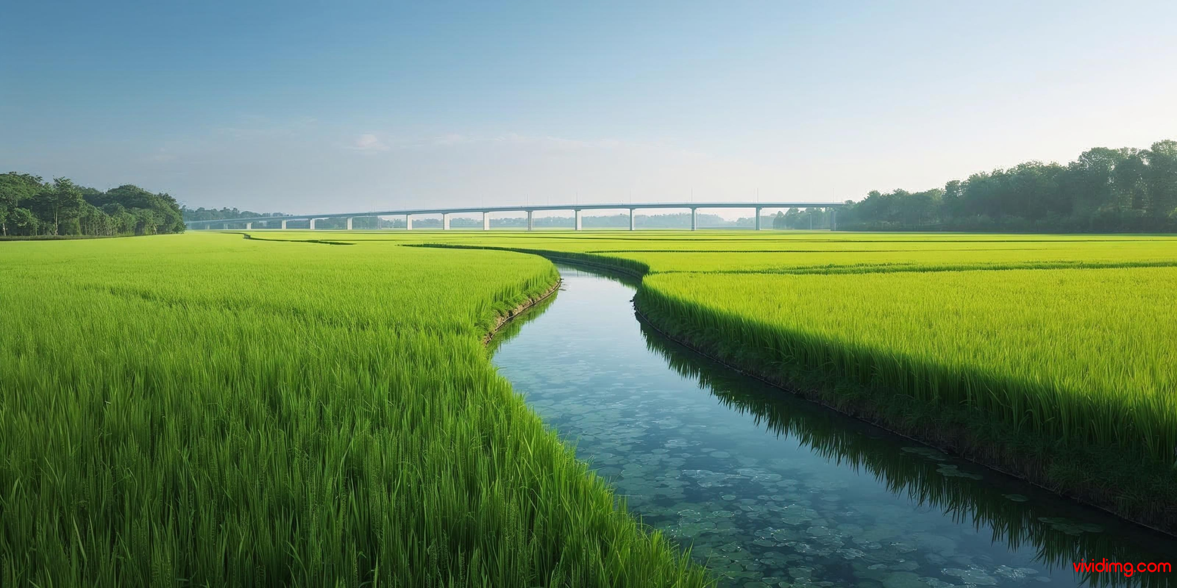 A high-definition landscape image showing a lush green paddy field under soft daylight