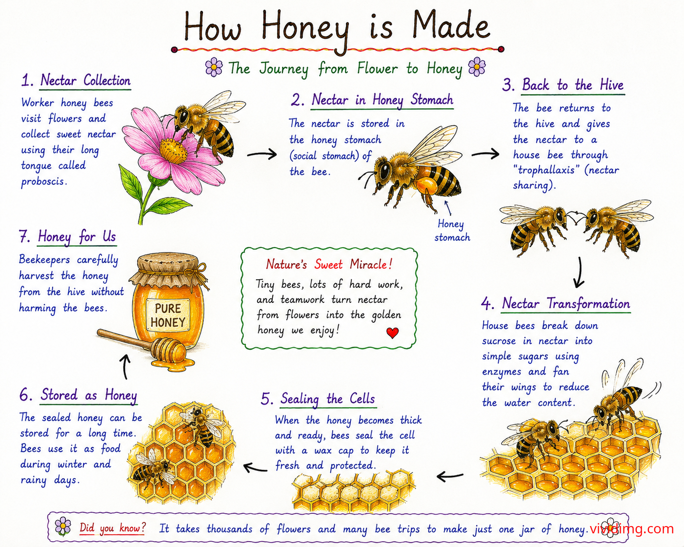 How honey is made – the amazing journey from flower to honey