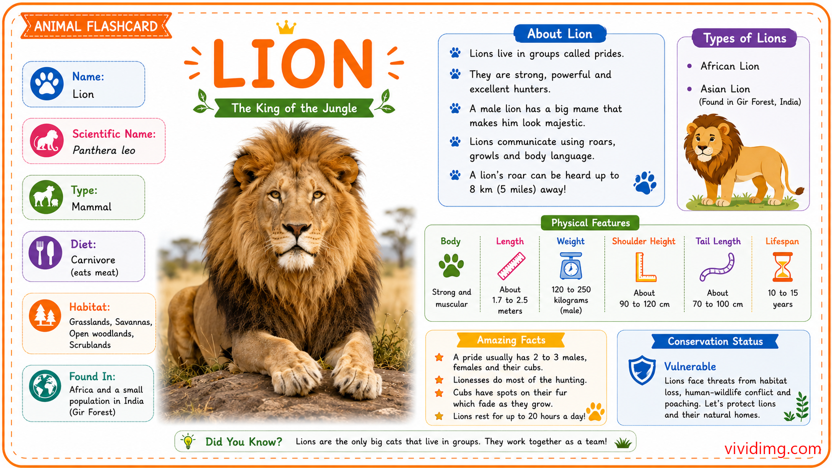 Lion facts for kids - Animal flashcard