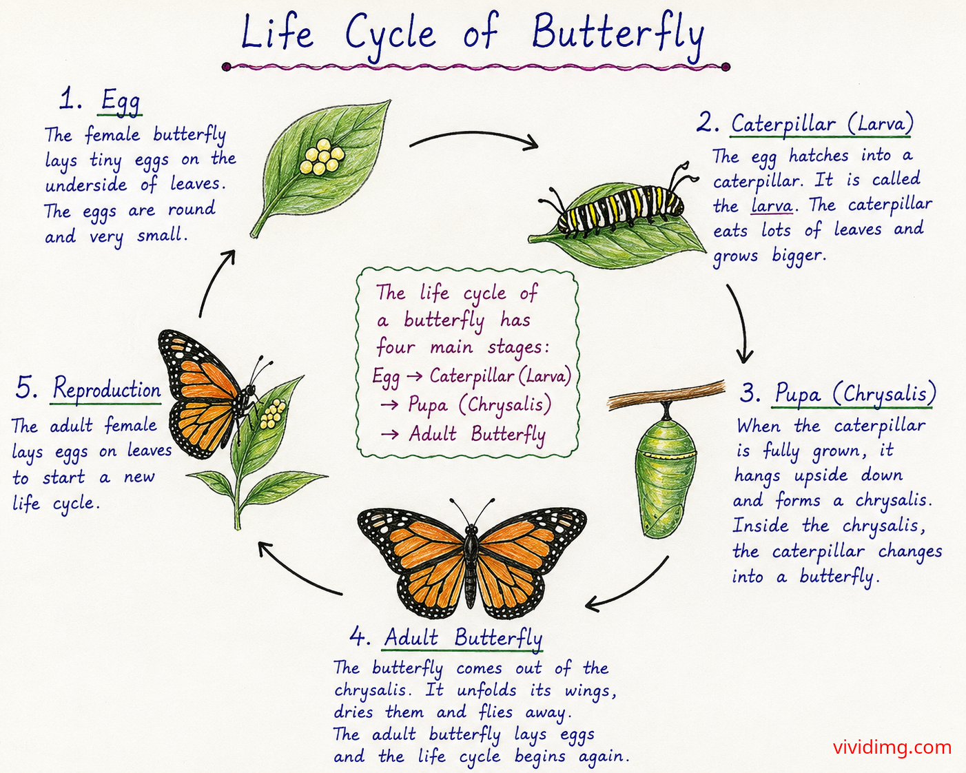 Life cycle of butterfly – complete metamorphosis from egg to adult