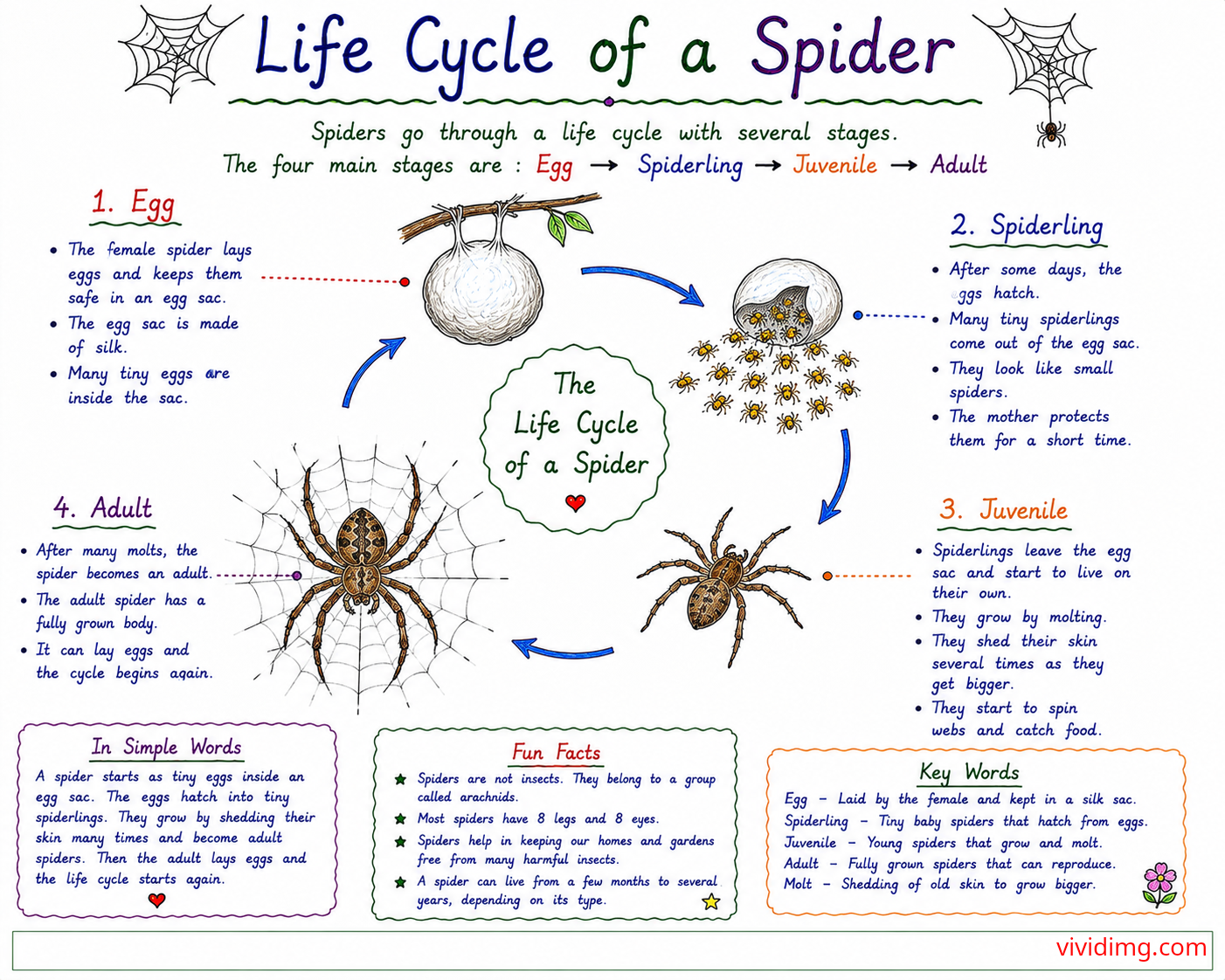 Life cycle of a spider – from egg sac to adult spider