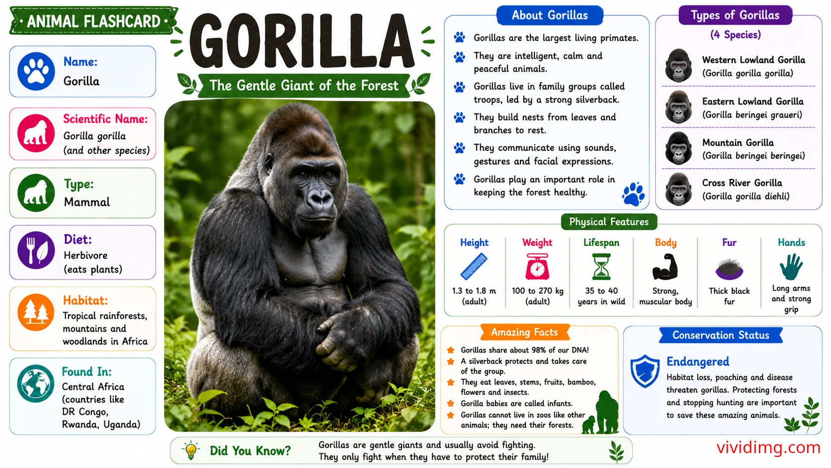 Gorilla facts for kids - Animal flashcard