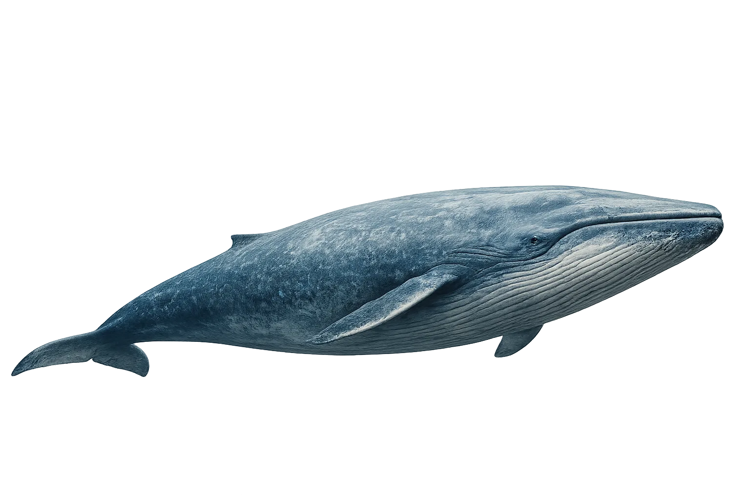 Majestic blue whale PNG showcasing the ocean's largest wonder