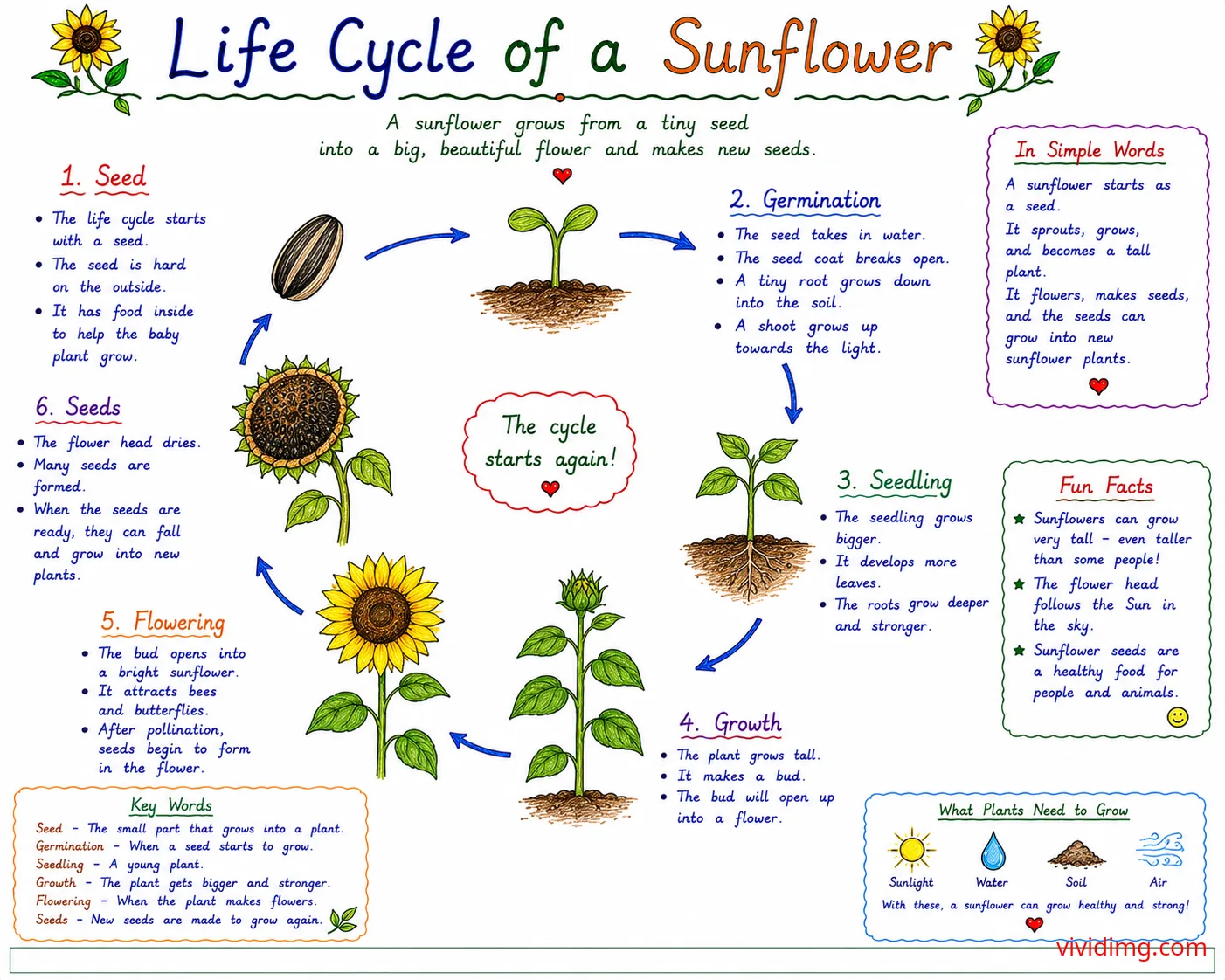 Life cycle of a sunflower – from seed to beautiful flower