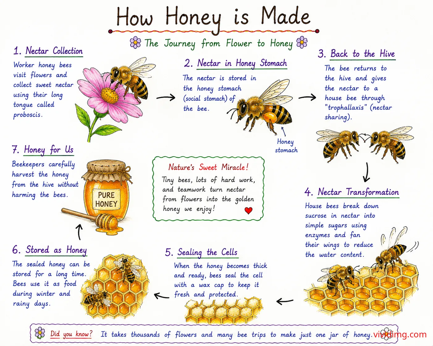 How honey is made – the amazing journey from flower to honey