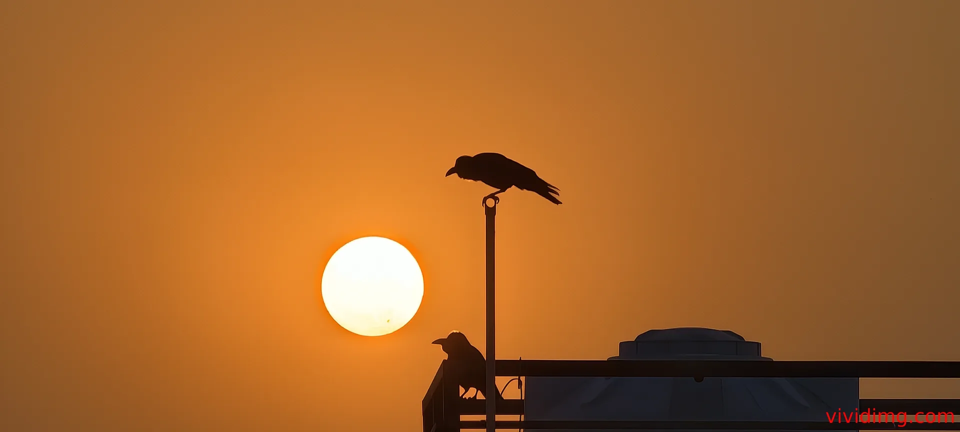 Golden sunset with two crows serene nature HD image