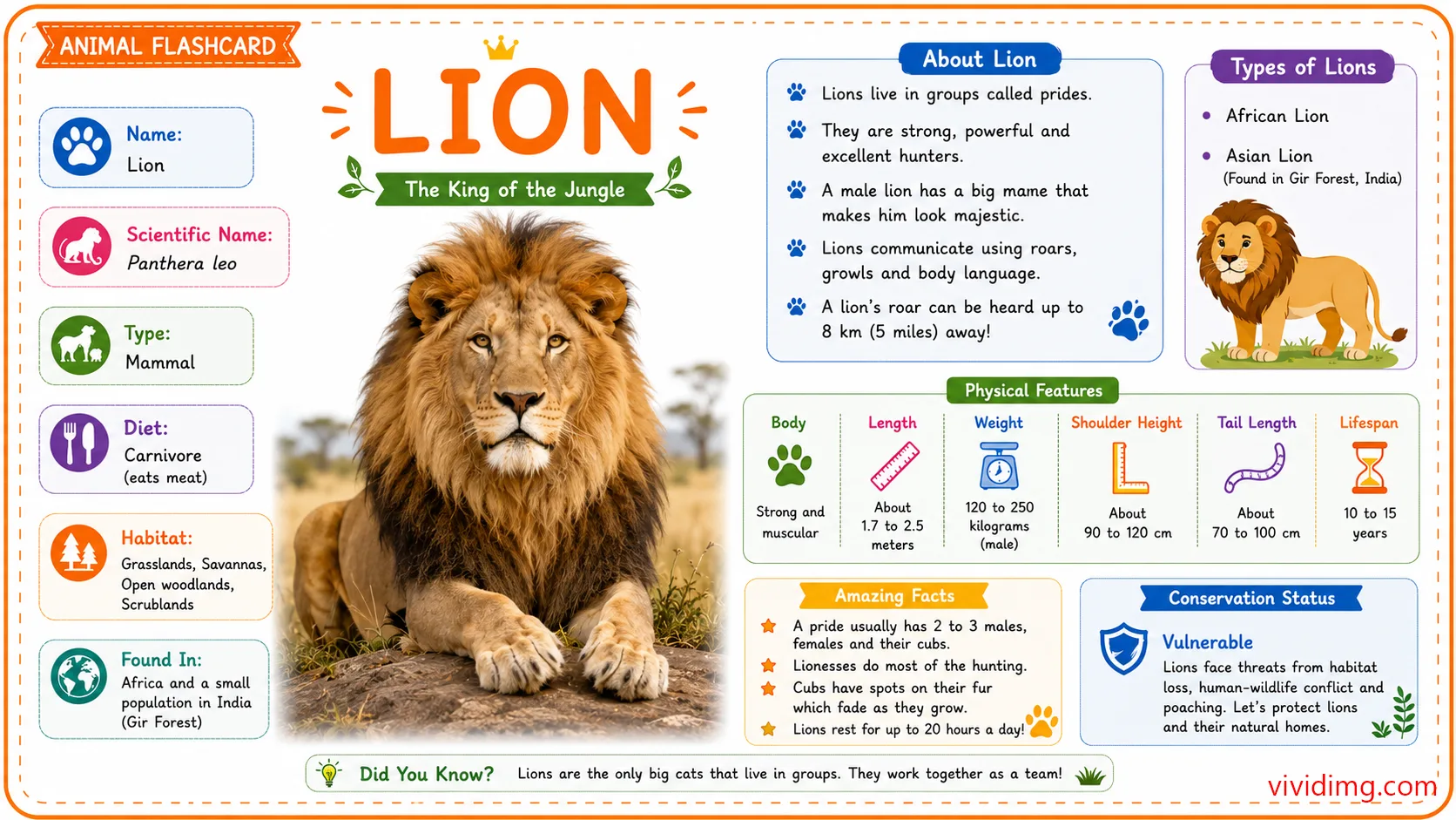 Lion facts for kids - Animal flashcard