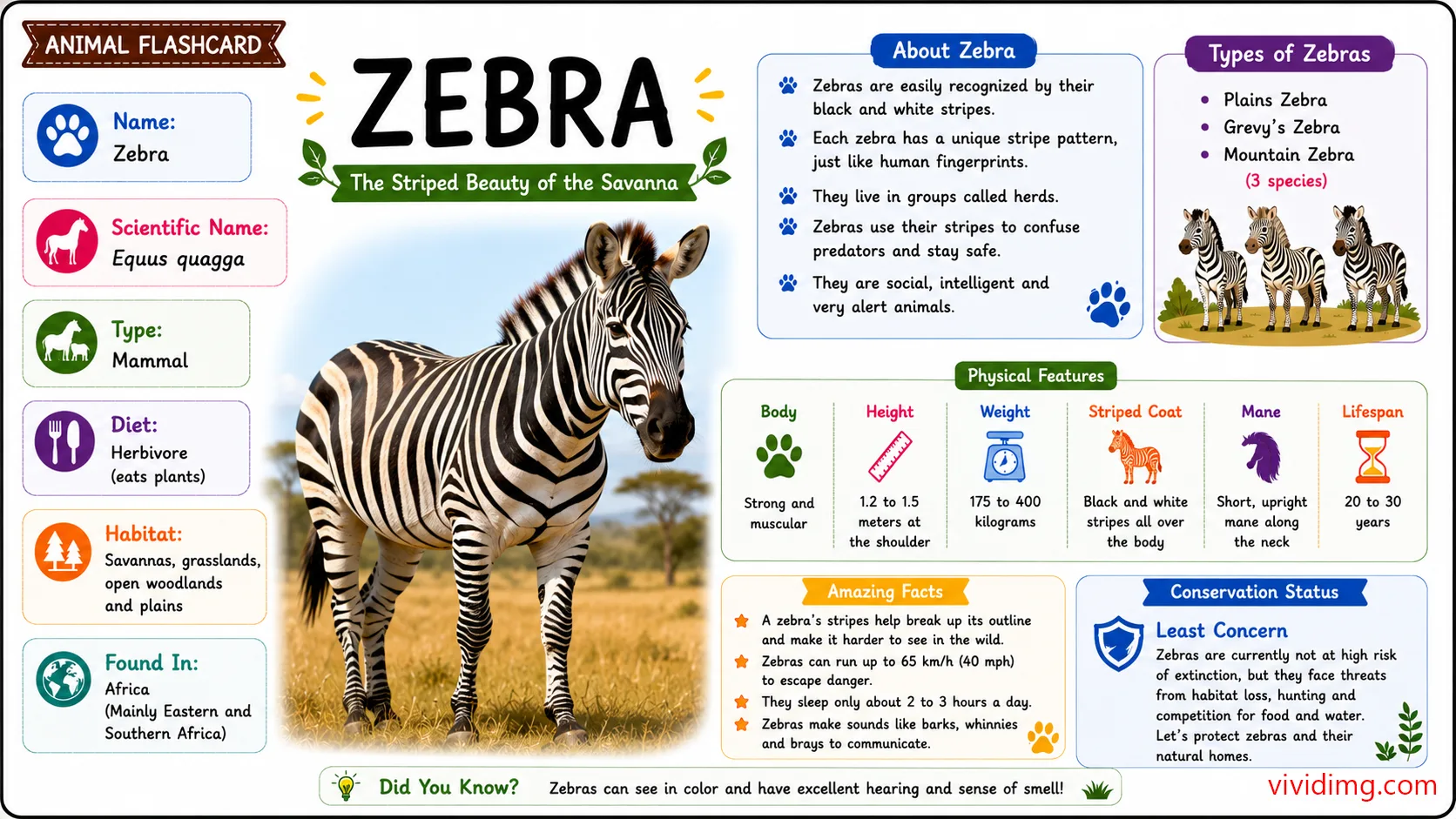 Zebra facts for kids - Animal flashcard