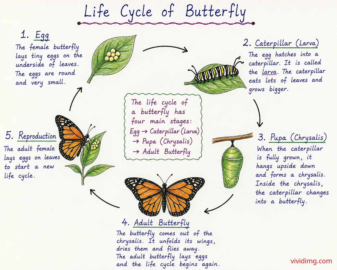 Life cycle of butterfly – complete metamorphosis from egg to adult