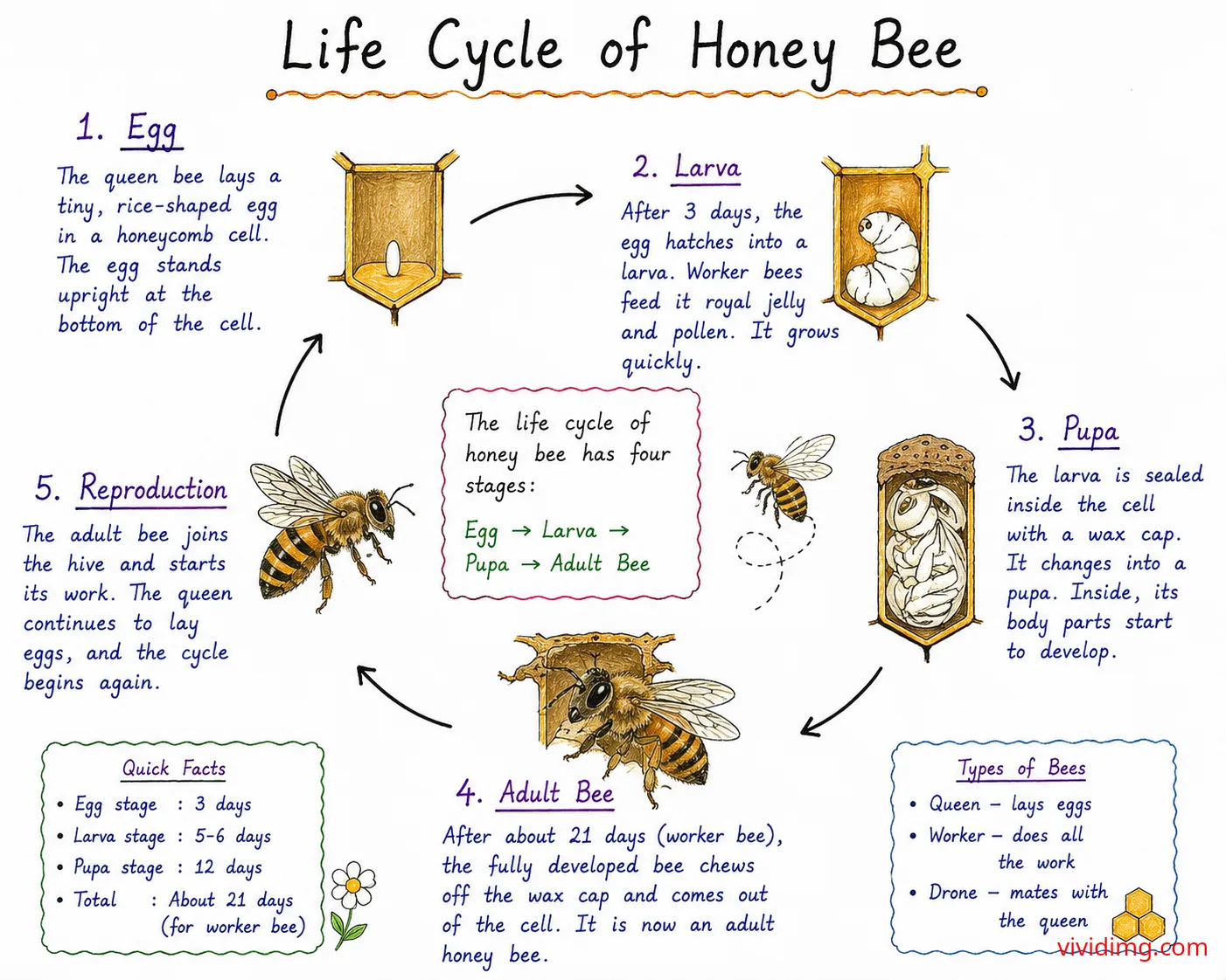 Life cycle of honey bee – complete stages from egg to adult