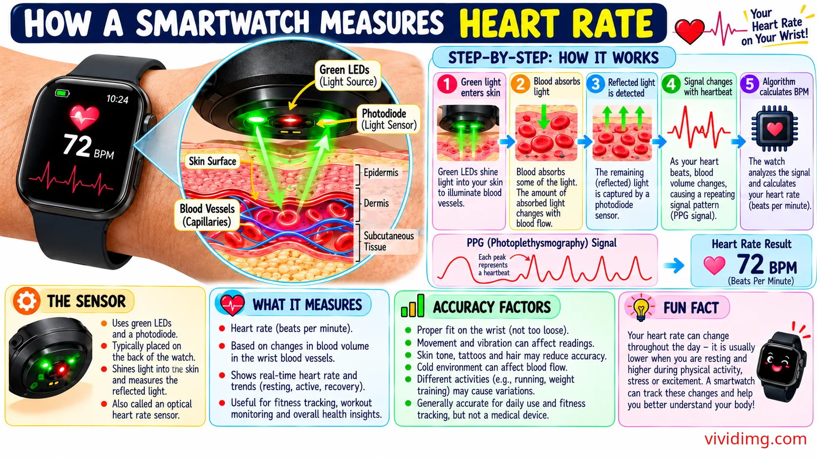 How a Smartwatch measures Heart Rate