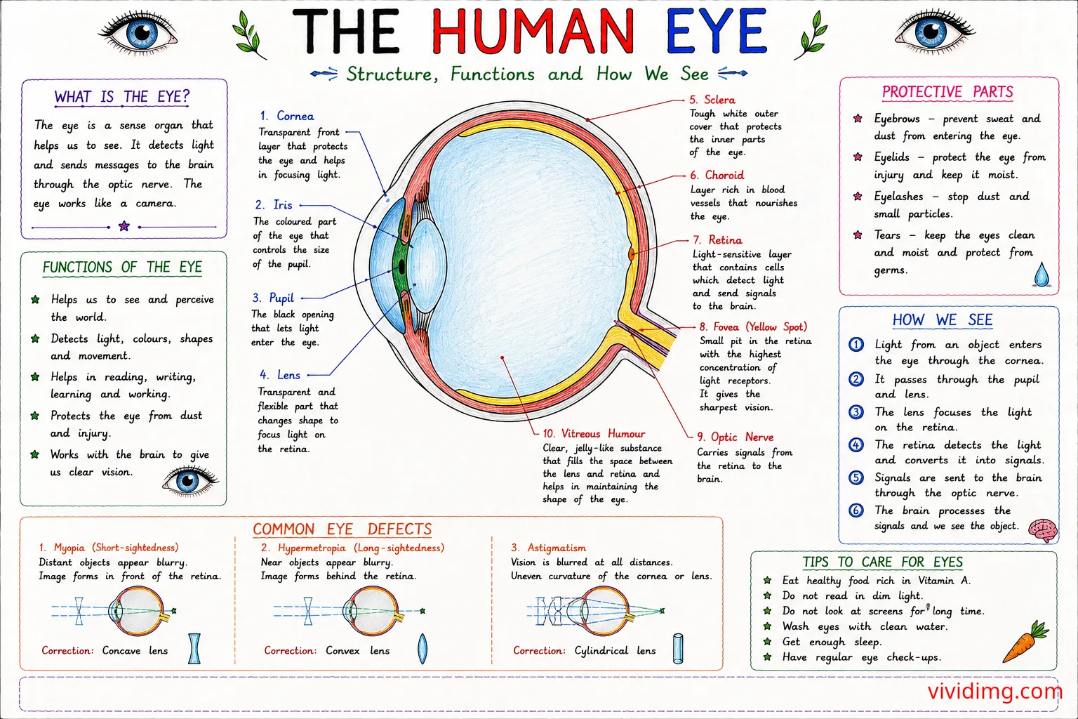 The Human Eye – structure, functions, vision process and anatomy explained