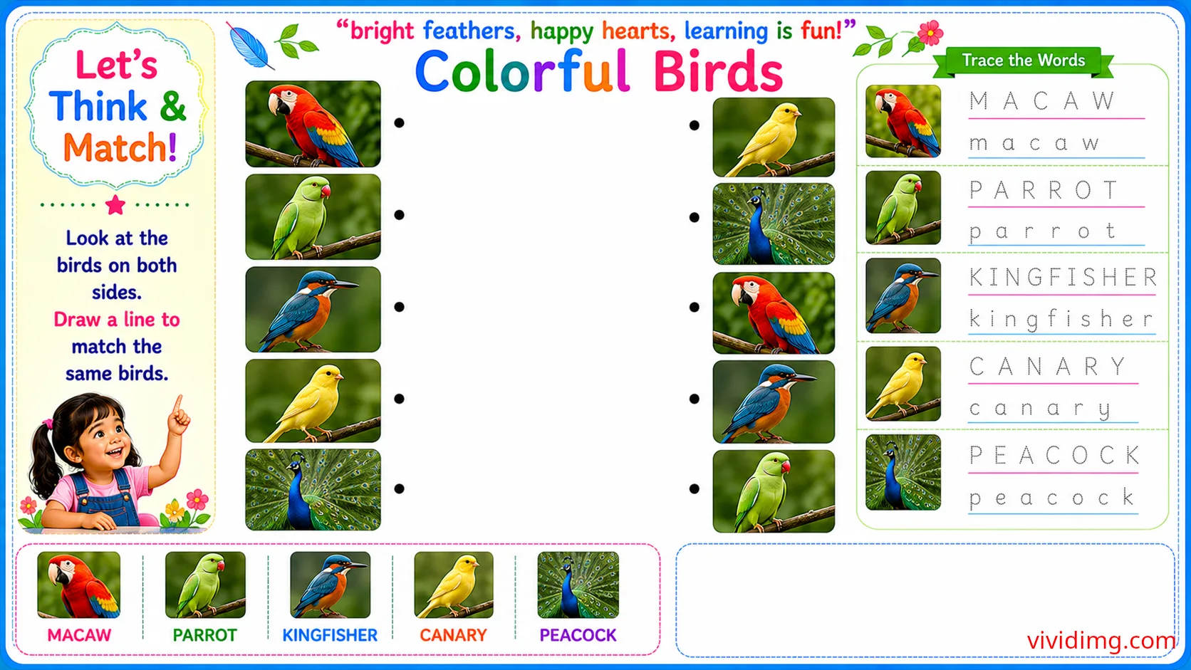 Discovering nature's brightest feathered friends – let's think & match