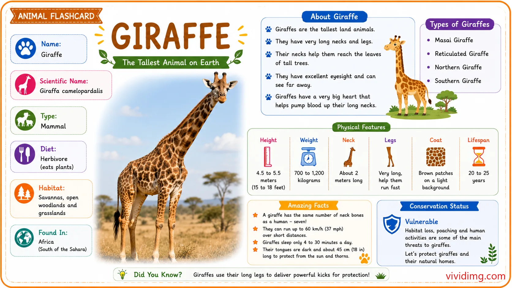 Giraffe facts for kids - Animal flashcard
