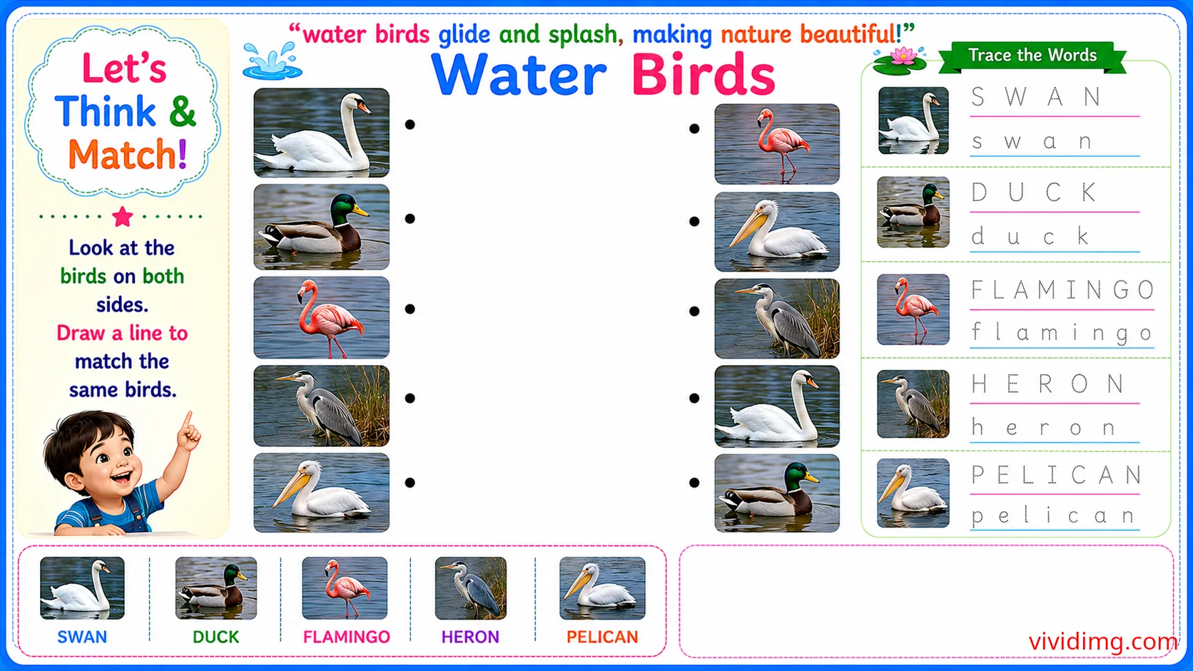 Discovering graceful water birds through play – let's think & match