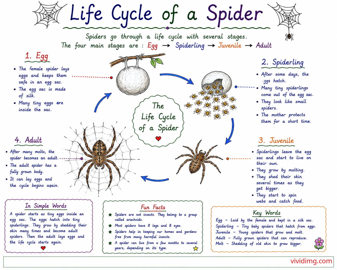 Life cycle of a spider – from egg sac to adult spider