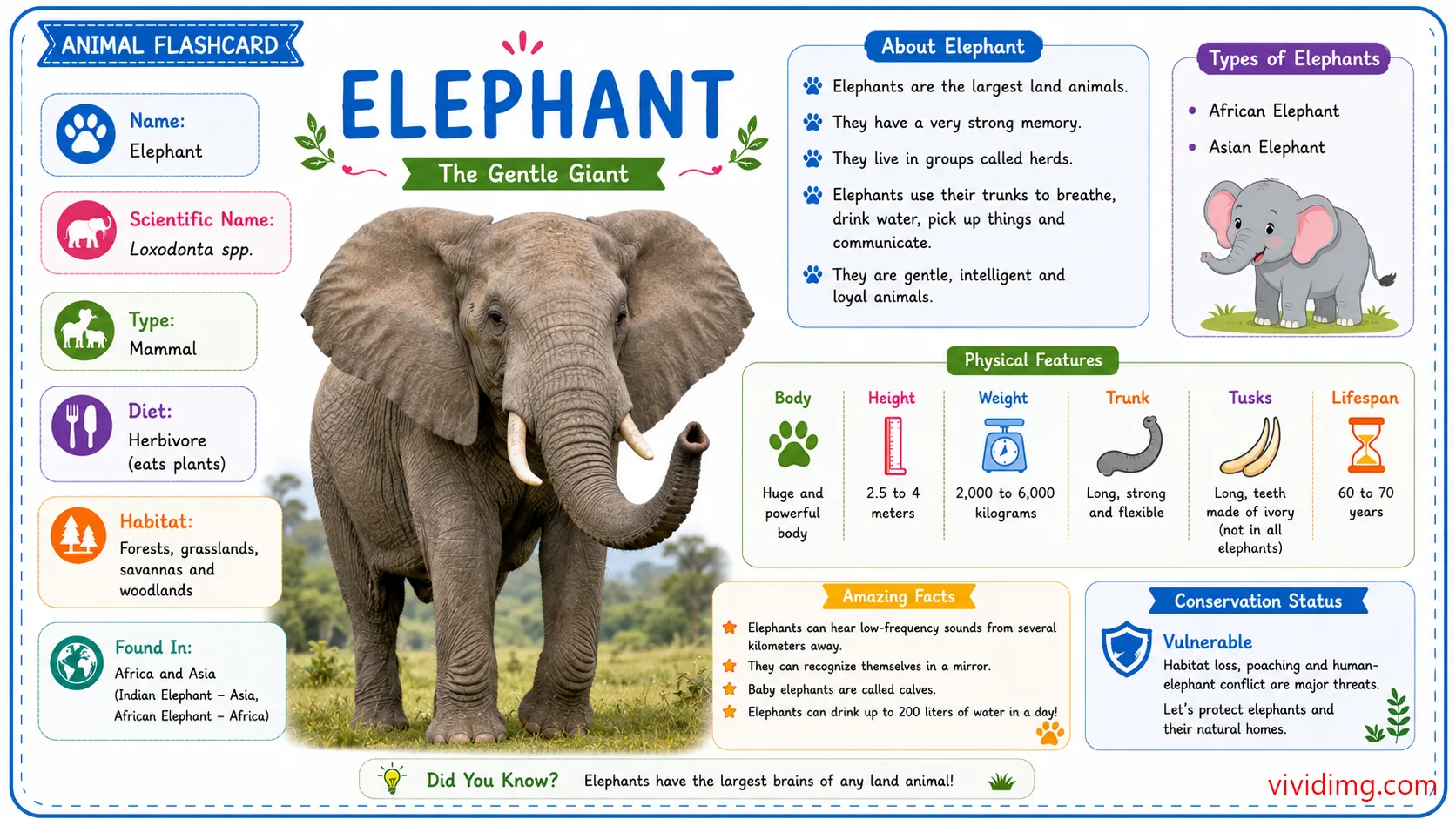 Elephant facts for kids - Animal flashcard
