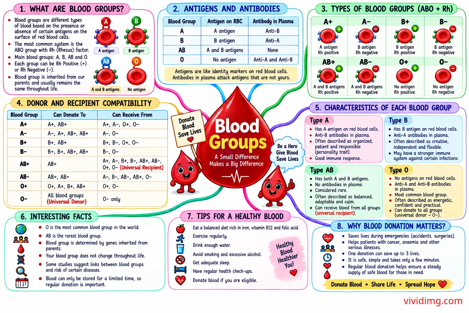 Blood Groups Explained – ABO, Rh factor, donor compatibility and blood type characteristics