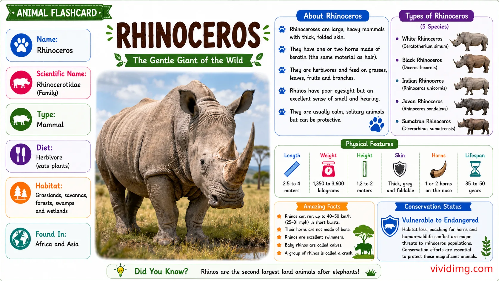 Rhinoceros facts for kids - Animal flashcard
