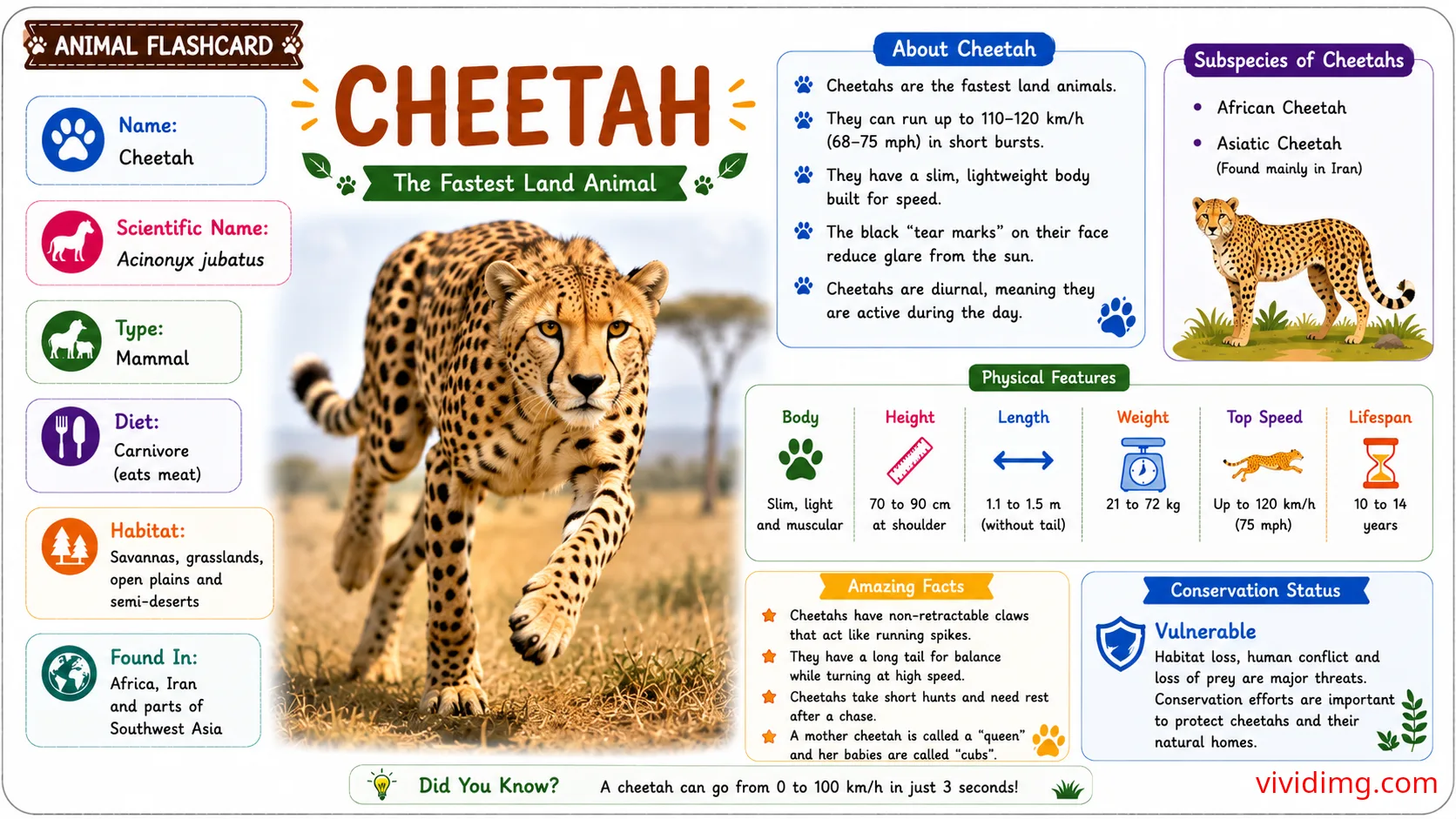 Cheetah facts for kids - Animal flashcard